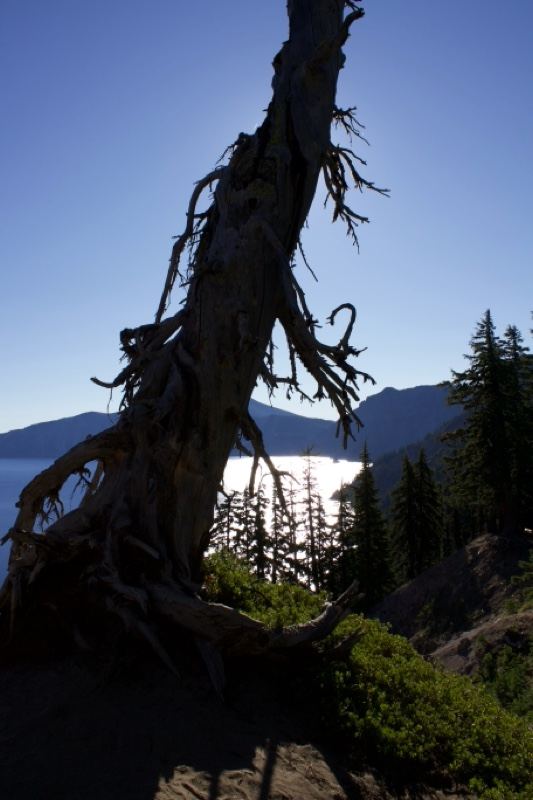 Dead Tree Overlooking Lake and Mountains