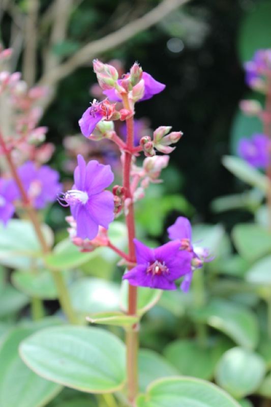 Purple Pseuderanthemum Flowers Close-up