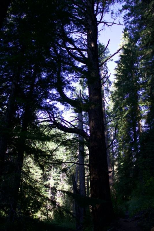 Tall Conifer in Sunlit Forest