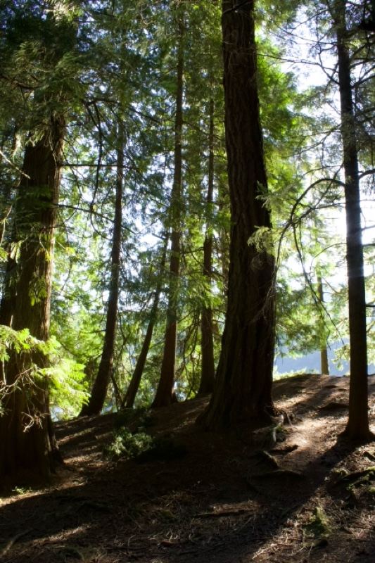 Sunlit Redwood Forest Interior