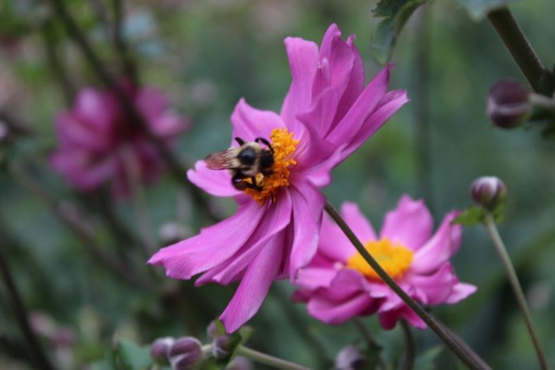 Bumblebee on Pink Dahlia Flower