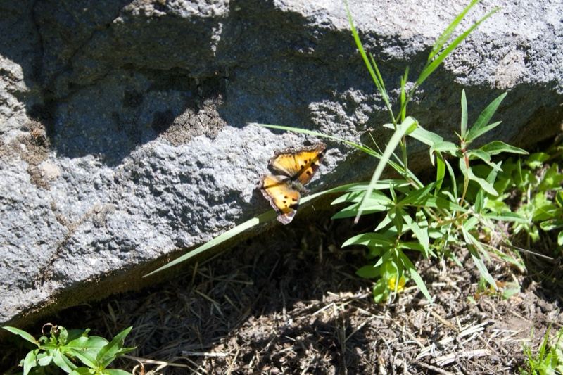 Butterfly Resting on Rock