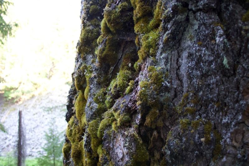 Moss Covered Tree Trunk Close Up