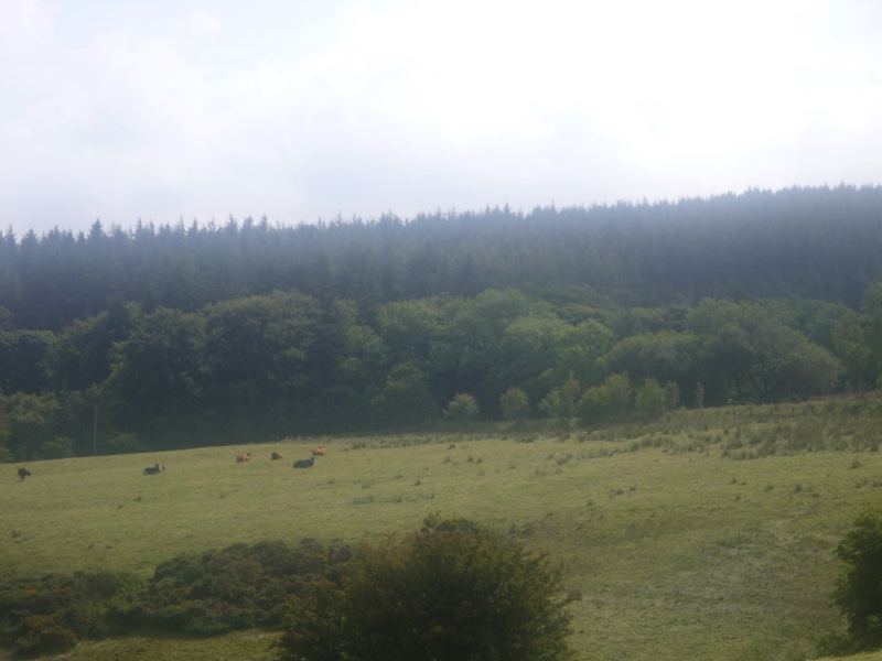 Rural Grassland With Forested Hill