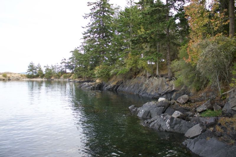 Rocky Shoreline With Forested Trees