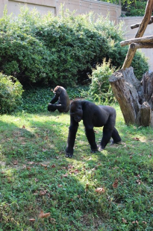 Gorilla Walking in Zoo Enclosure