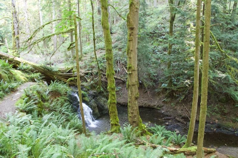 Forest Stream With Small Waterfall