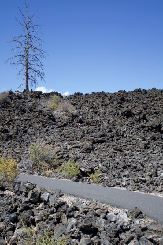 Lava Field Path With Dead Tree