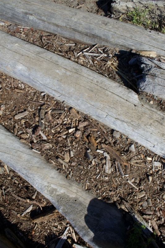 Weathered Wooden Logs on Mulch Ground