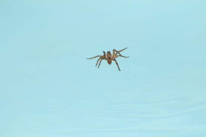 Spider Walking on Water Surface