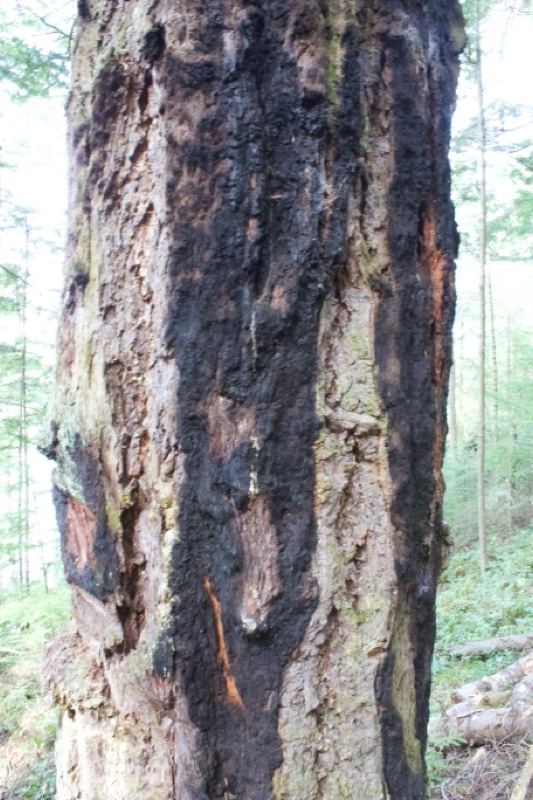 Charred Tree Trunk Fire Scar