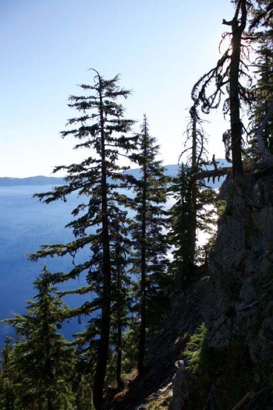 Pine Trees Overlooking Deep Blue Lake