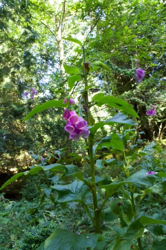 Purple Foxglove in Woodland