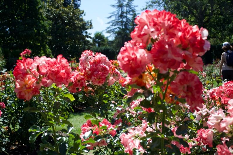 Vibrant Pink Roses in Sunlit Garden