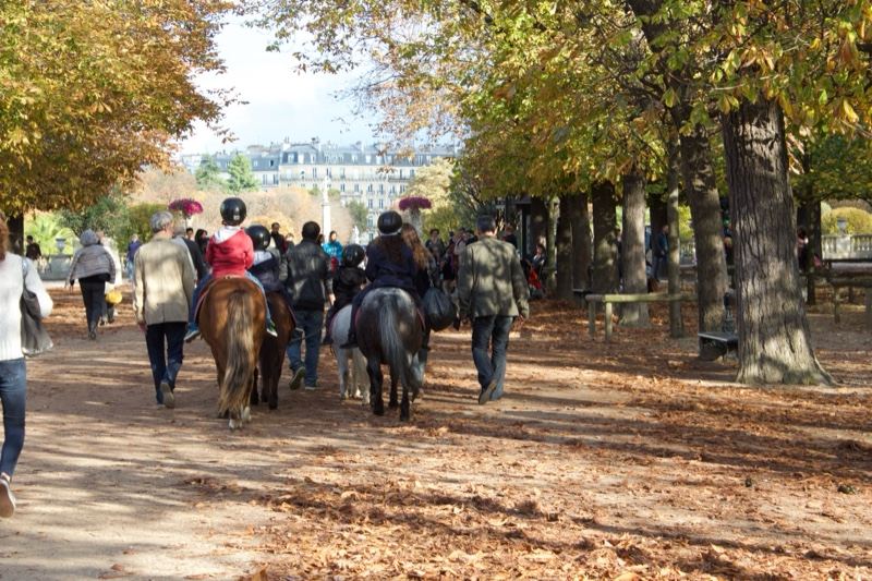 Horses Riding in Autumn Park Path