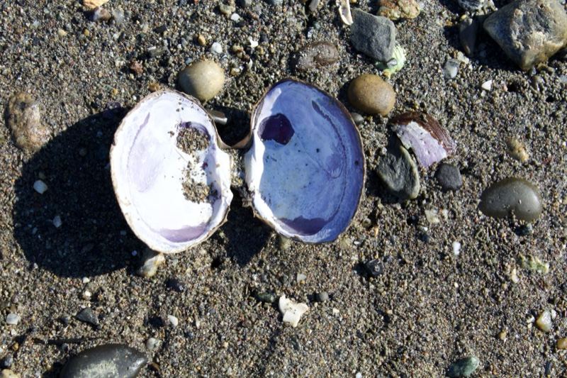 Open Clam Shell on Sandy Beach