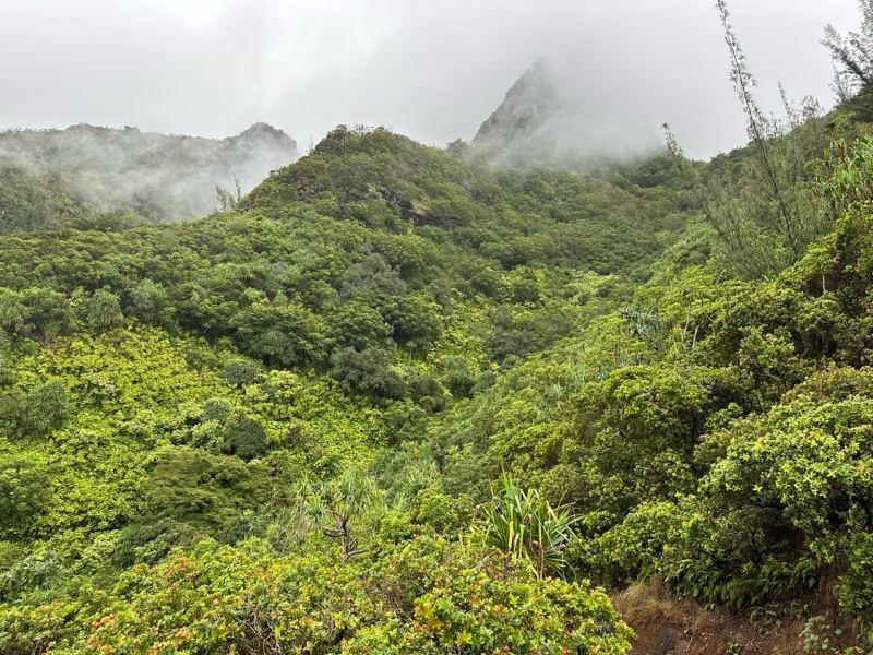 Misty Lush Mountain Ridge