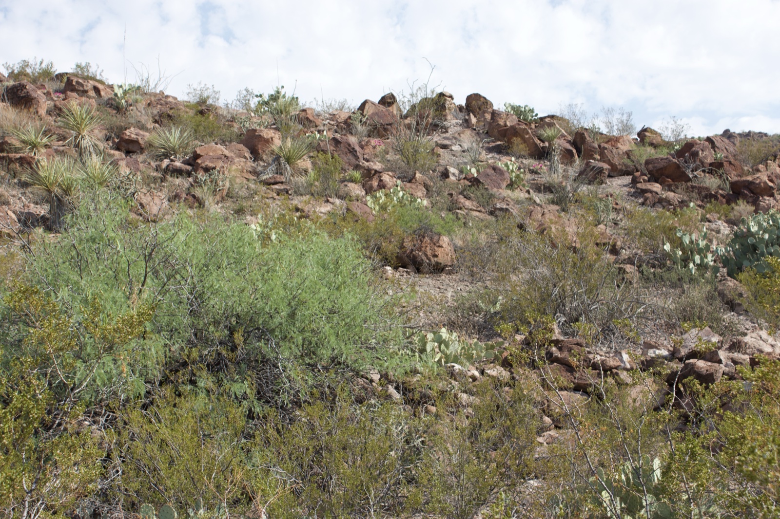 Desert Rocky Hillside with Shrubs