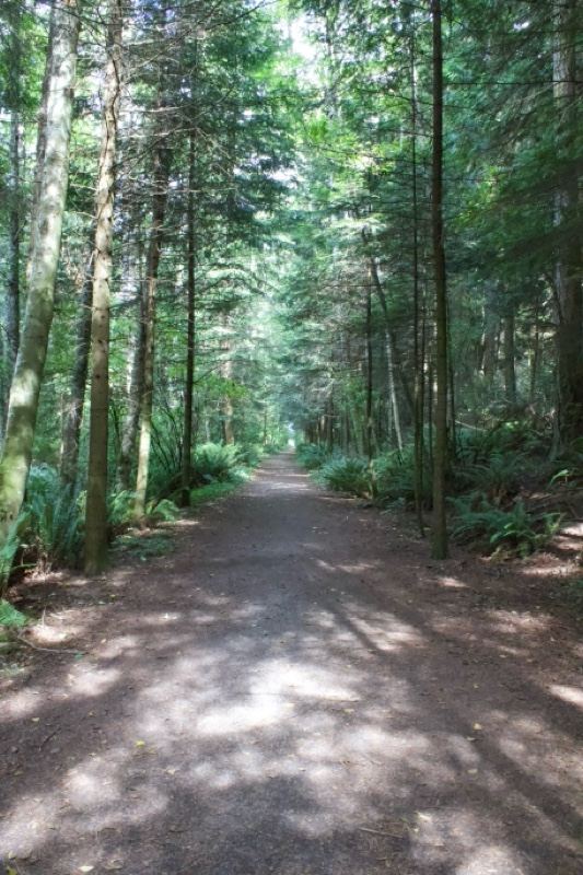Sunlit Forest Trail Through Tall Trees