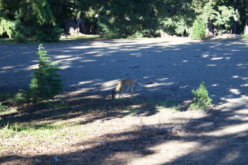Fawn in Sunlit Forest Clearing