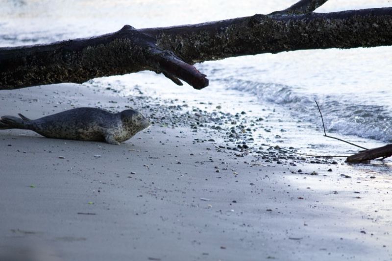 Seal Resting on Sandy Beach Shore