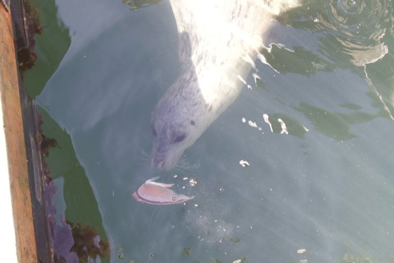 Seal underwater near dock feeding