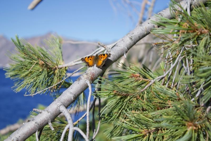 Butterfly on Pine Branch Overlooking Sea