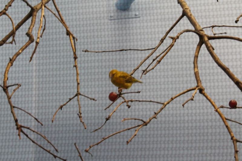Yellow Bird Perched on Branch