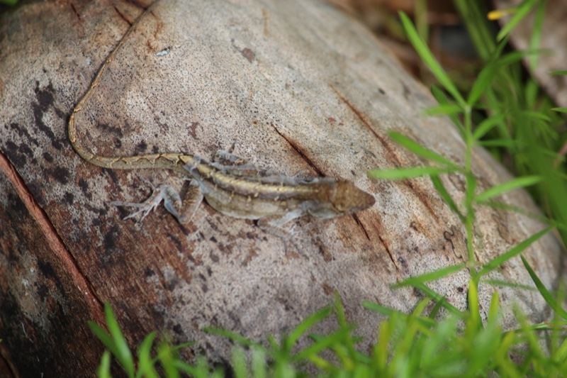 Lizard on Weathered Log