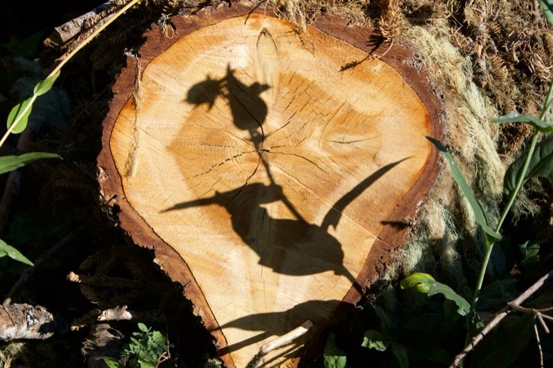 Tree stump cross-section with shadow silhouette