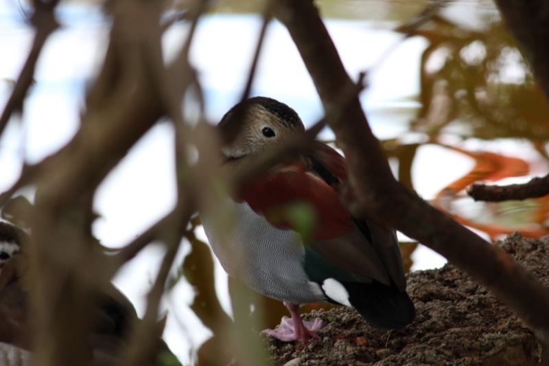 Egyptian Goose Among Branches