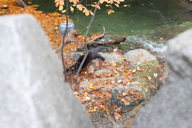 Autumn Leaves Along Rocky Stream Bank