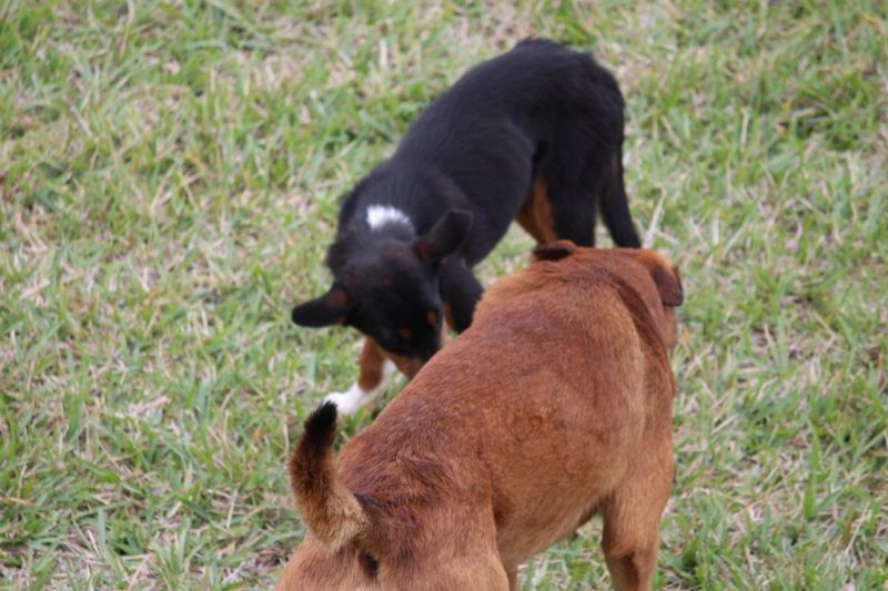 Two Dogs Playing on Grass