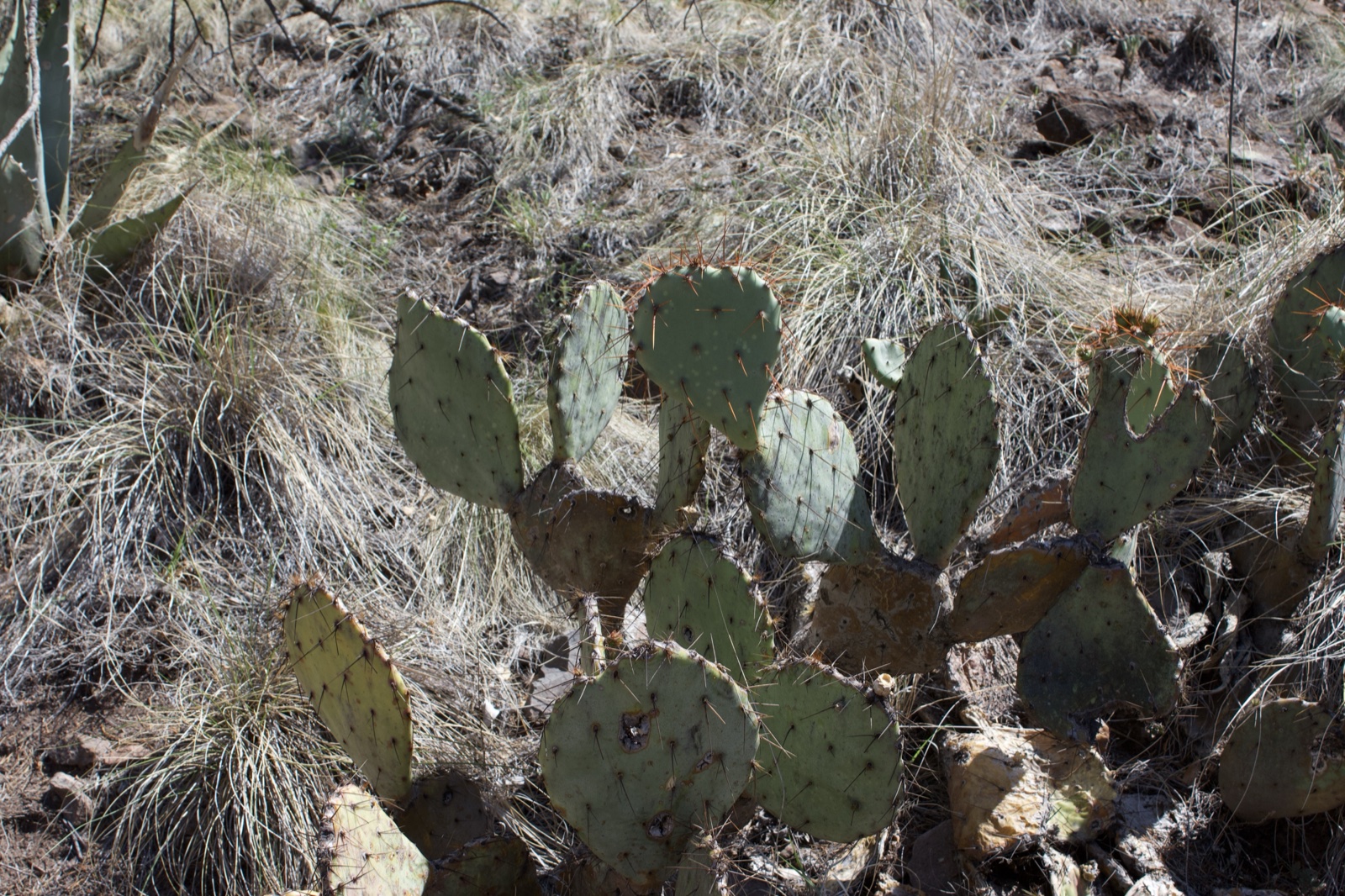 Prickly Pear Cactus in Dry Grass