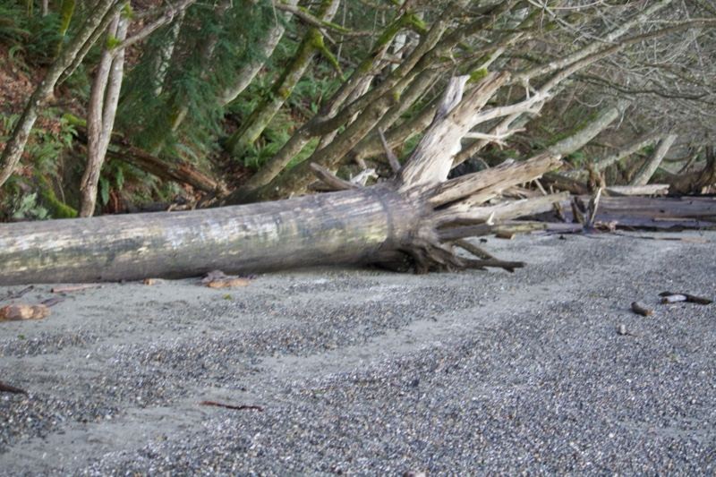 Fallen Tree on Gravel Beach Shore