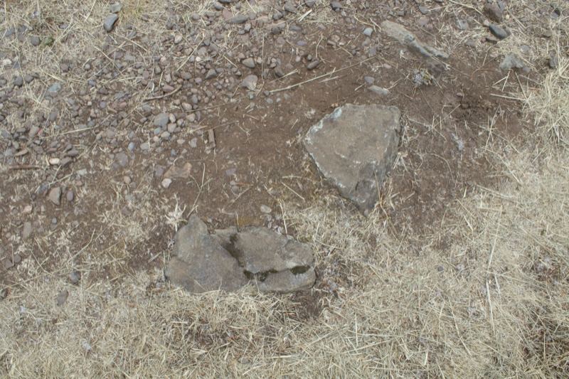 Dry Grass and Rocks on Ground