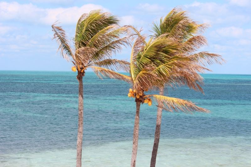 Windblown Palms Over Turquoise Sea