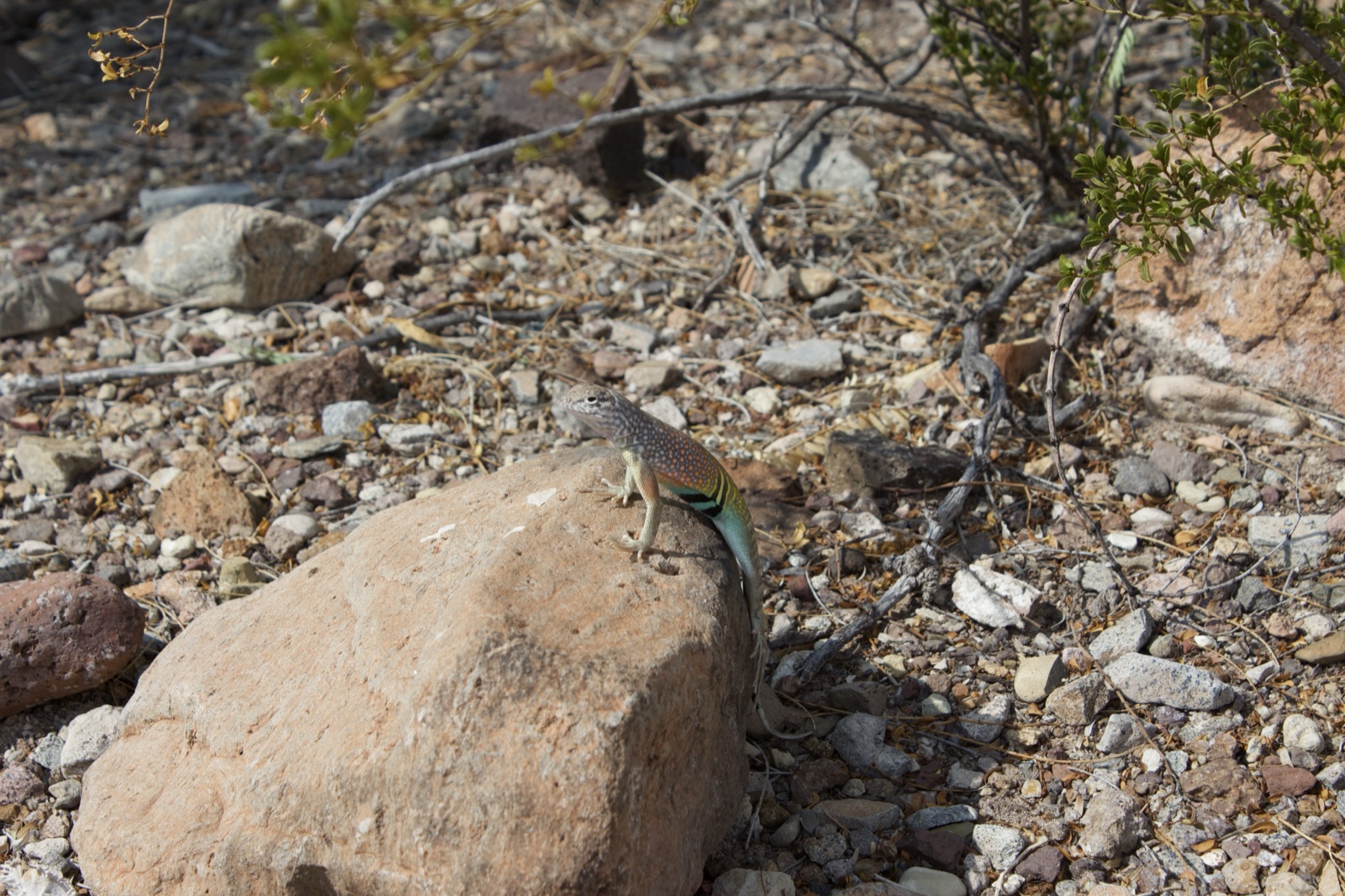 Lizard on Rock in Desert