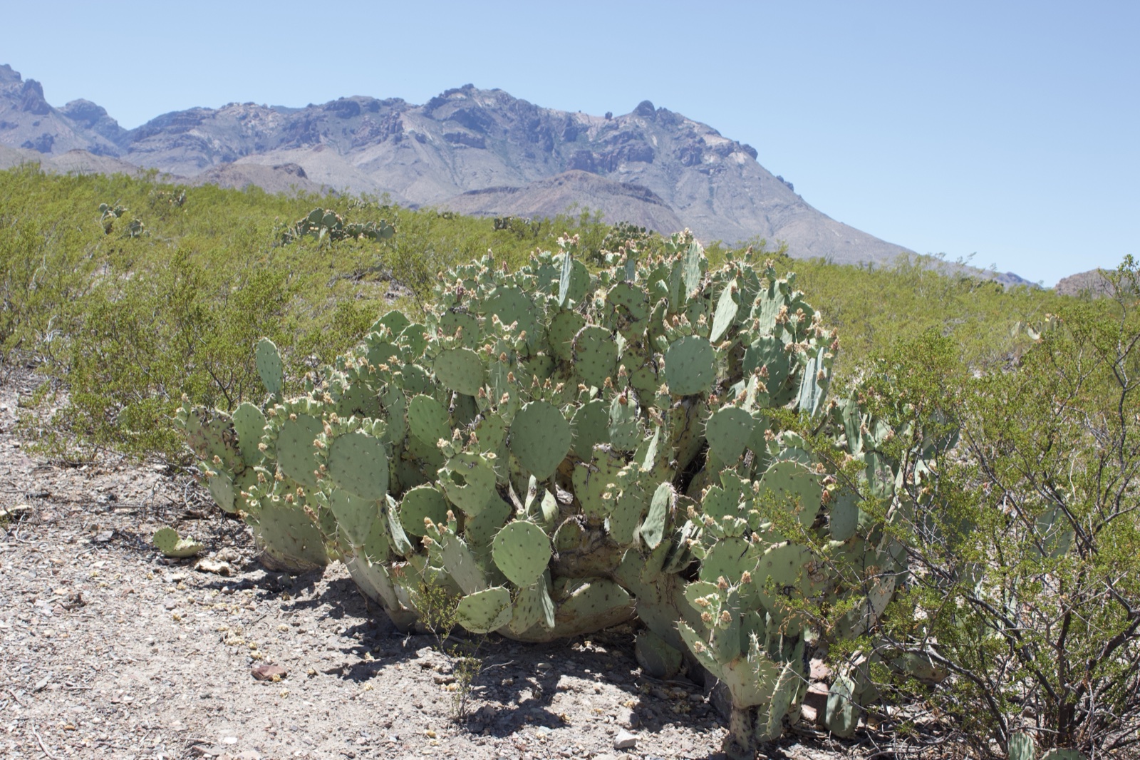 Prickly Pear Cactus Desert Landscape