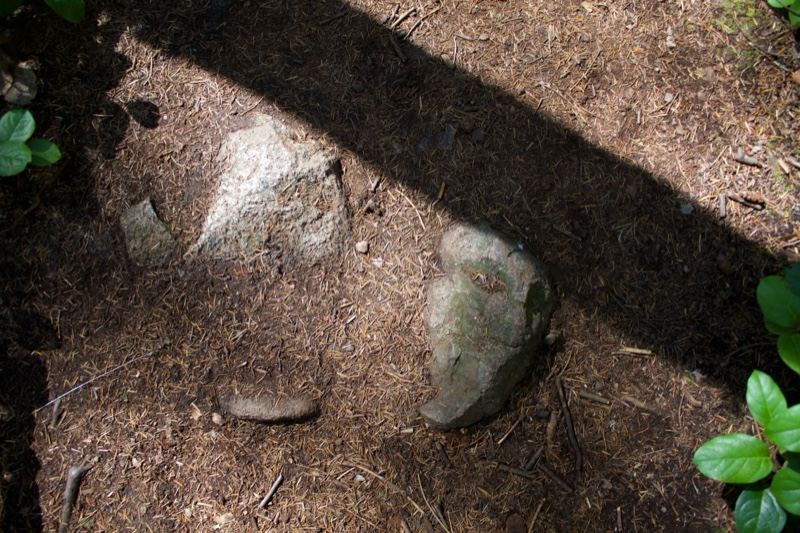 Rocks on Forest Floor in Sunlight Shadow