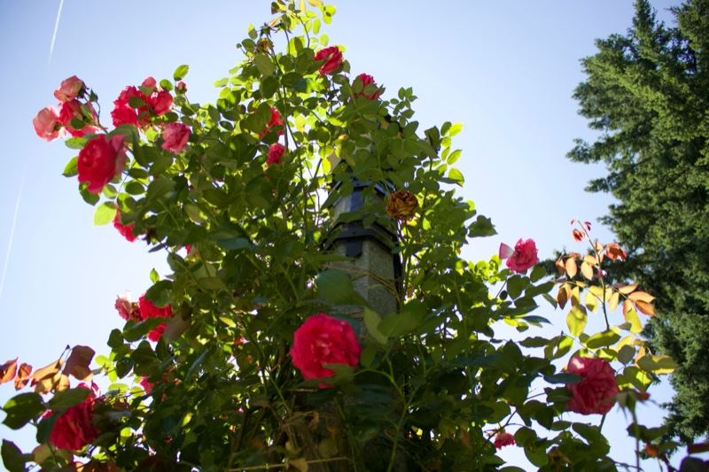 Red Roses Climbing Against Blue Sky