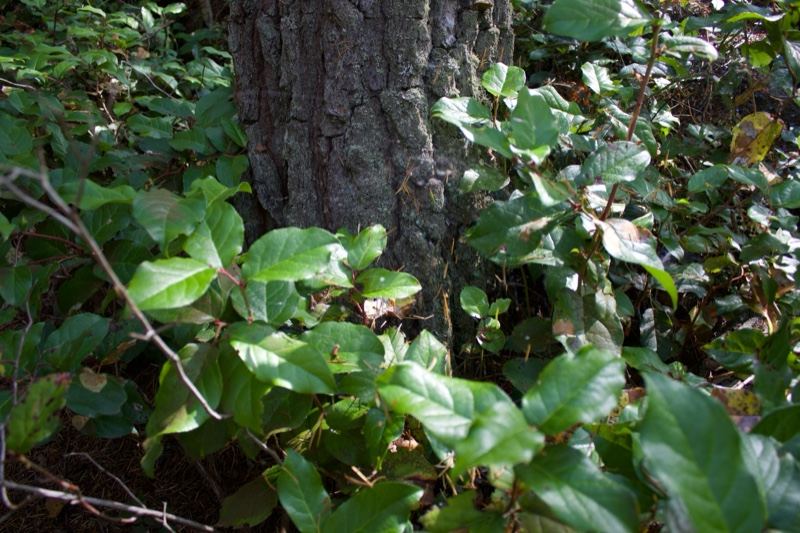 Forest Understory Tree Trunk Foliage
