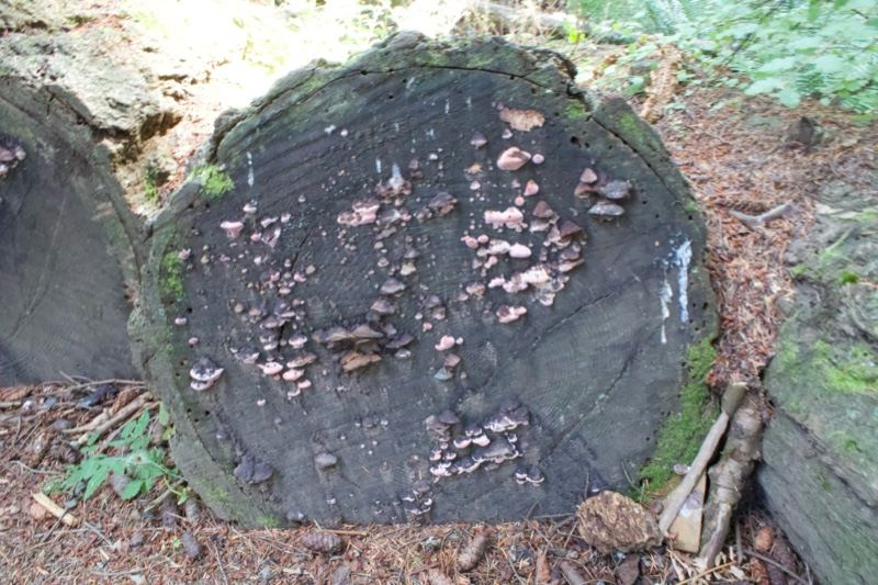 Fallen Tree Stump with Fungi