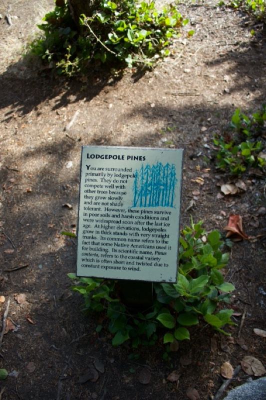 Longpole Pines Informational Sign