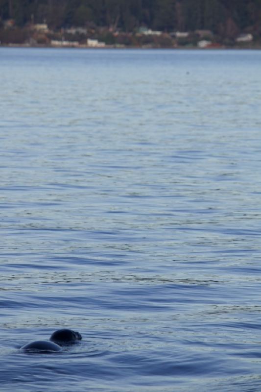 Seals Surfacing in Calm Blue Water
