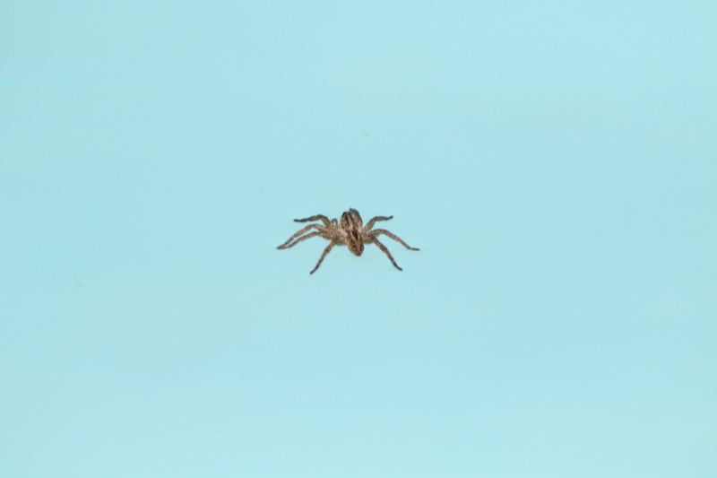 Brown Spider Against Light Blue Background