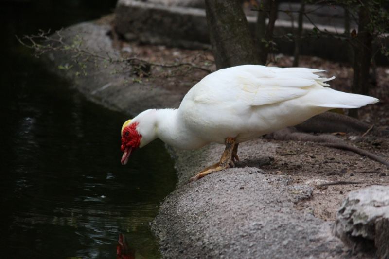 White Muscovy Duck at Pond Edge