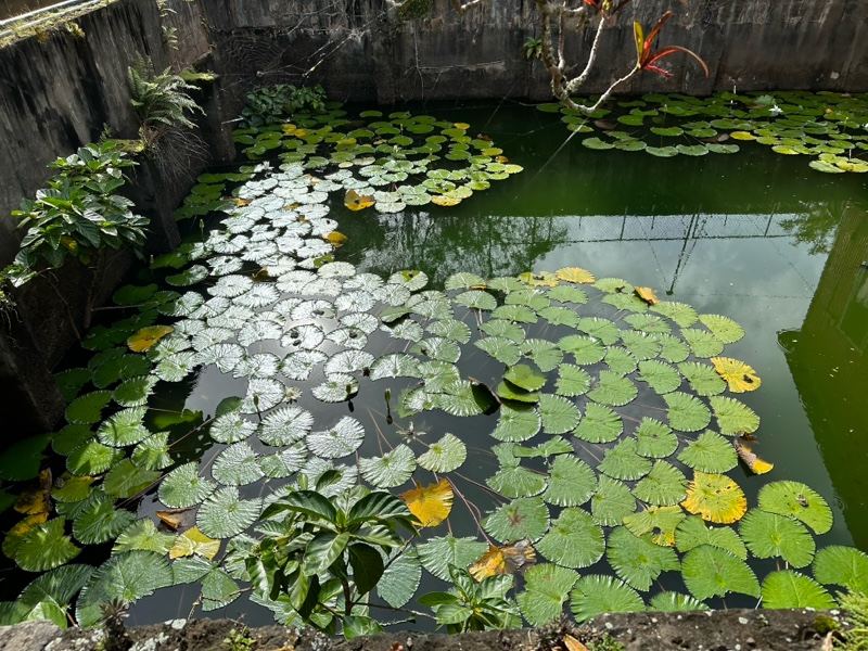 Lily Pads Covering Concrete Pond