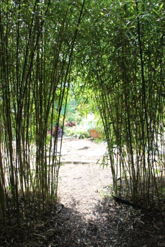 Bamboo Tunnel Garden Path