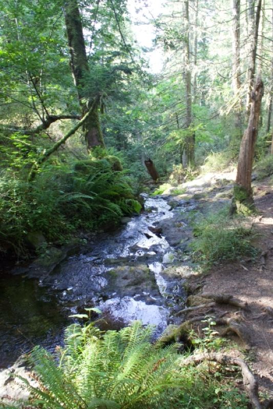 Forest Creek Through Lush Woodland